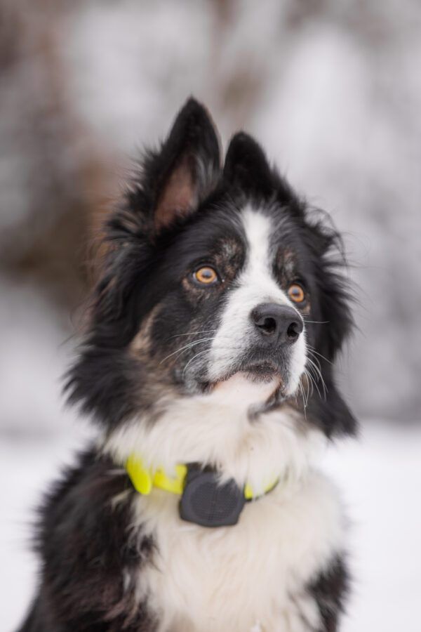 Numaxes CANICOM VOICE 800 Soft Training